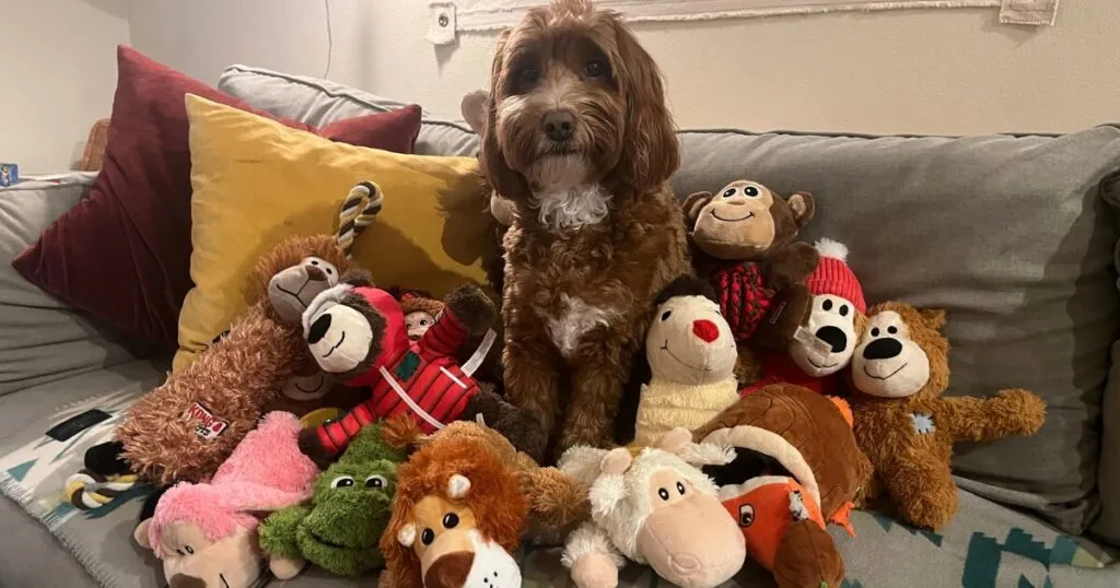 KONG のサルやクマのぬいぐるみに囲まれて、ソファに座るオリーブ